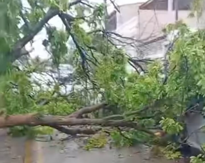 Temporal derruba árvore em cima de carro no Santo Antônio I